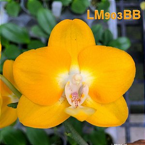 PHALAENOPSIS MEIDARLAND YELLOW PEARL