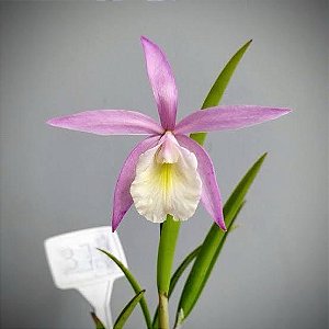 BRASSAVOLA TUBERCULATA X CATTLEYA HARRISINIANA NO KOKEDAMA