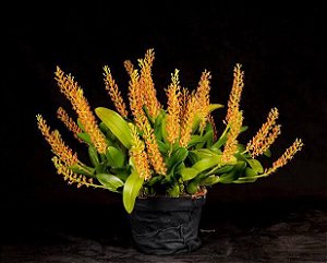 Liparis rizalensis  "GROSSA "