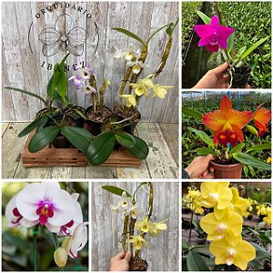 KIT DE ORQUIDEAS #4 ( VER DESCRIÇÃO )