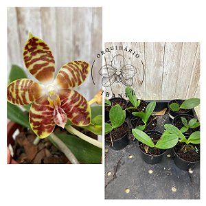 PHALAENOPSIS AMBOINENSIS ( muda pote 7 )