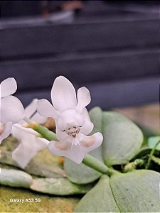 phalaenopsis thailandica PLANTA ADULTA