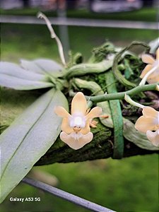 Phalaenopsis Thailandica Forma  Albesces   PLANTA ADULTA