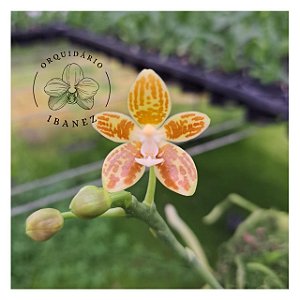 Phalaenopsis viridis planta adulta na bolacha