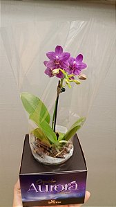 PHALAENOPSIS " AURORA BOREAL "