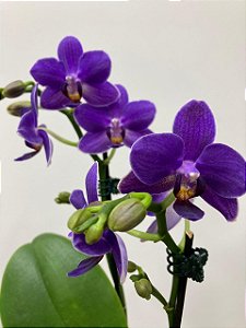 PHALAENOPSIS " AURORA BOREAL "