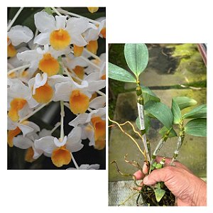 DENDROBIUM THYRSIFLORUM X DENSIFLOUM  POTE 7 PRE ADULTA