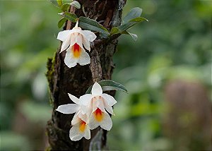 Dendrobium christyanum