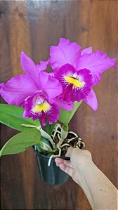 CAHUZACARA HSINYING PINK DOLL