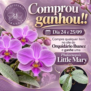 PHALAENOPSIS " LITTLE MARY "
