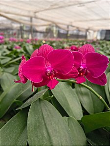 PHALAENOPSIS FULL RED