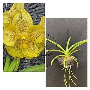 Vanda Somsri Thai Spot ( PRE ADULTA )