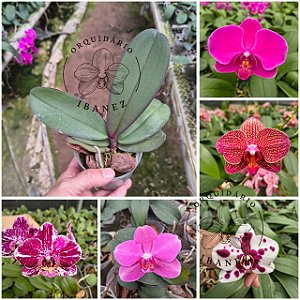 KIT DE PHALAENOPSIS HIBRIDAS 5 UNIDADES