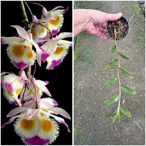 Dendrobium devonianum ( PRE ADULTA )
