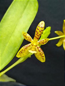 Phalaenopsis cornu-cervi