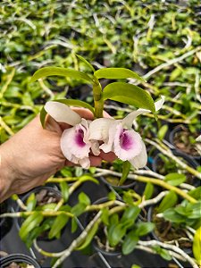 DENDROBIUM ANOSMUM COERULEA PLANTA ASULTA