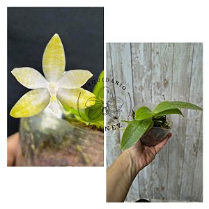 Phalaenopsis Hieroglyphica " Alba"