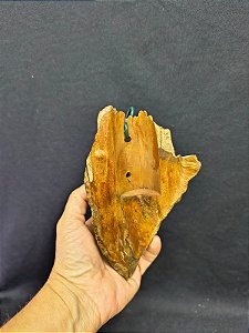 NÒ DE PINHO PARTIDO PARA MICRO ORQUIDEAS