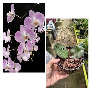 PHALAENOPSIS SANDERIANA PLANTA ADULTA