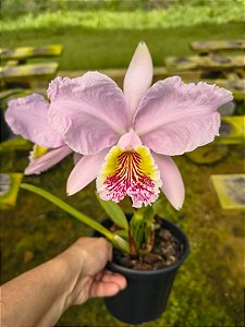 Cattleya lueddemanniana vinicolor