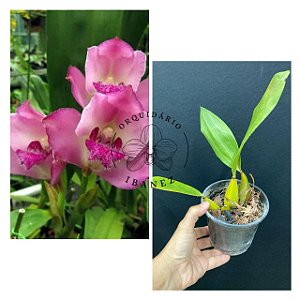 Bifrenaria Tyrianthina