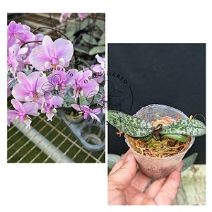PHALAENOPSIS SCHILLERIANA "" PRATA "" (( MUDA POTE 7 ))