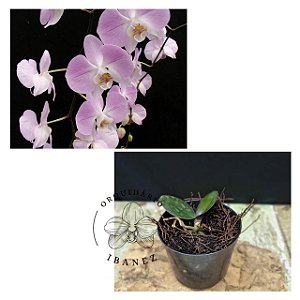 PHALAENOPSIS SANDERIANA ( MUDA POTE 7 )