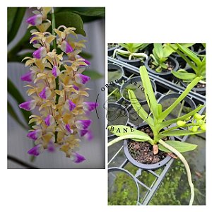 AERIDES HOULLETIANA PLANTA ADULTA