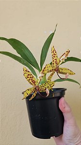 CYCNODES JUMBO COOPER X CYCNODES PENTADACTYLOM