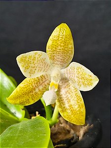 Phalaenopsis hieroglyphica var. flava