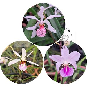 kit com 3 unidades Holcoglossum Amesianum, Holcoglossum Wangii ,Holcoglossum subulifolium x rhyncostolis gigantea