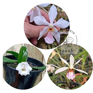 KIT COM 3 ESPECIES DE ORQUIDEAS