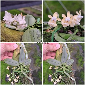 Kit com duas Phalaenopsis Thailandica Forma Albesces e Phalaenopsis Thailandica Alba