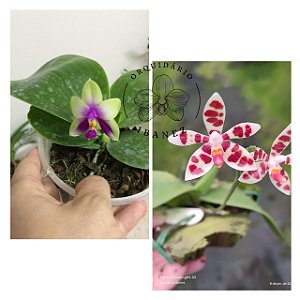 KIT COM DUAS PHALAENOPSIS MACULATA E PHALAENOPSIS BELLINA