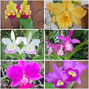 KIT DE 6 CATTLEYAS ( VER DESCRIÇÃO )