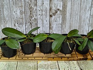 KIT PHALAENOPSIS HIBRIDAS SEM IDENTIFICAÇÃO 5 UNIDADES POTE 7