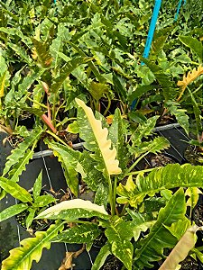 Philodendron Ring Of Fire