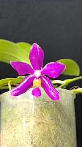PHALAENOPSIS PULCHRA "SELECT "