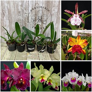 KIT COM 5 MUDAS DE CATTLEYAS HIBRIDAS
