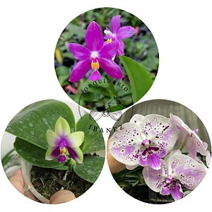 KIT#3 PHALAENOPSIS ESPECIE