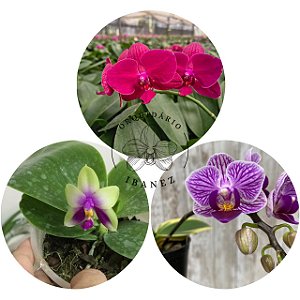 KIT #4 PHALAENOPSIS ESPECIE
