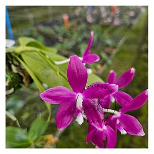 PHALAENOPSIS SPECIOSA RED