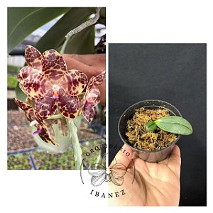 PHALAENOPSIS GIGANTEA ( muda pequena )