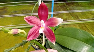 PHALAENOPSIS SPECIOSA II