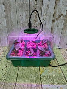 INCUBADORA PARA MUDAS DE ORQUDIEAS