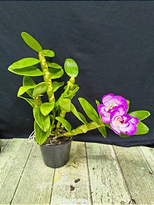 DENDROBIUM NOBILE X STARDUST