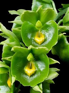 CATASETUM EXPANSUM GREEN VELVET