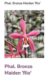 PHALAENOPSIS BRONZE MAIDEN " RIO "
