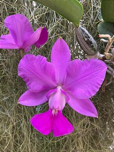 CATTLEYA LINA COSTA X C.W. CINCO CENTENARIO ( MUDA )
