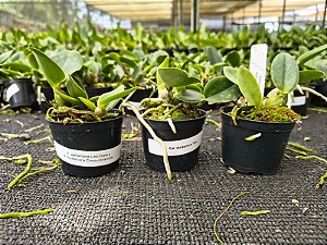 KIT DE WALKERIANAS ( MUDAS )